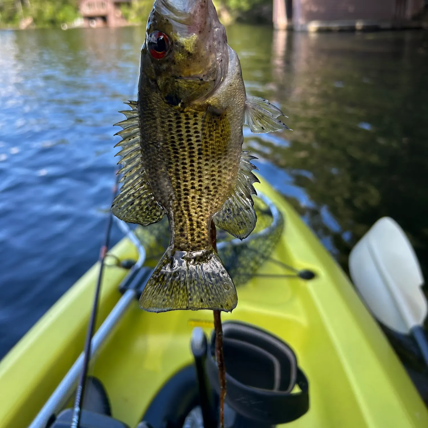 Rock bass caught on Fishbrain