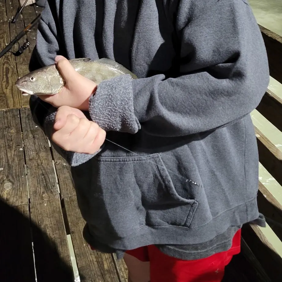 The most recent Southern kingcroaker catches on Fishbrain
