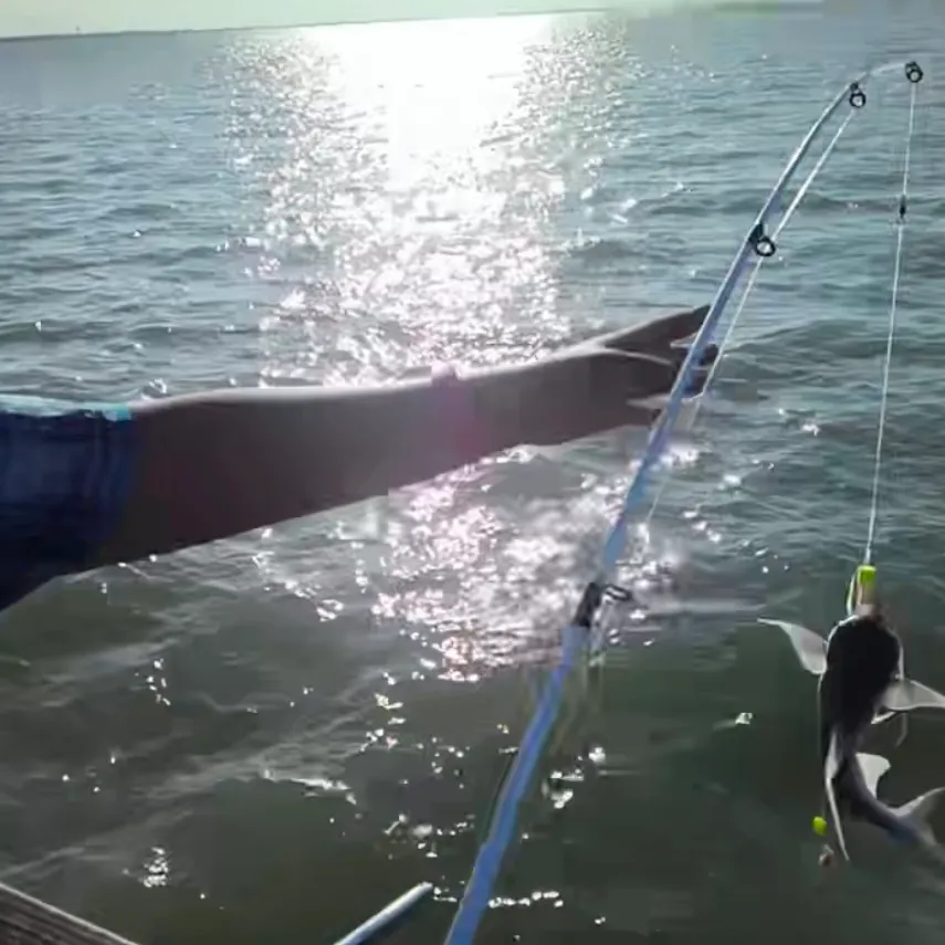The most recent Gafftopsail sea catfish catches on Fishbrain