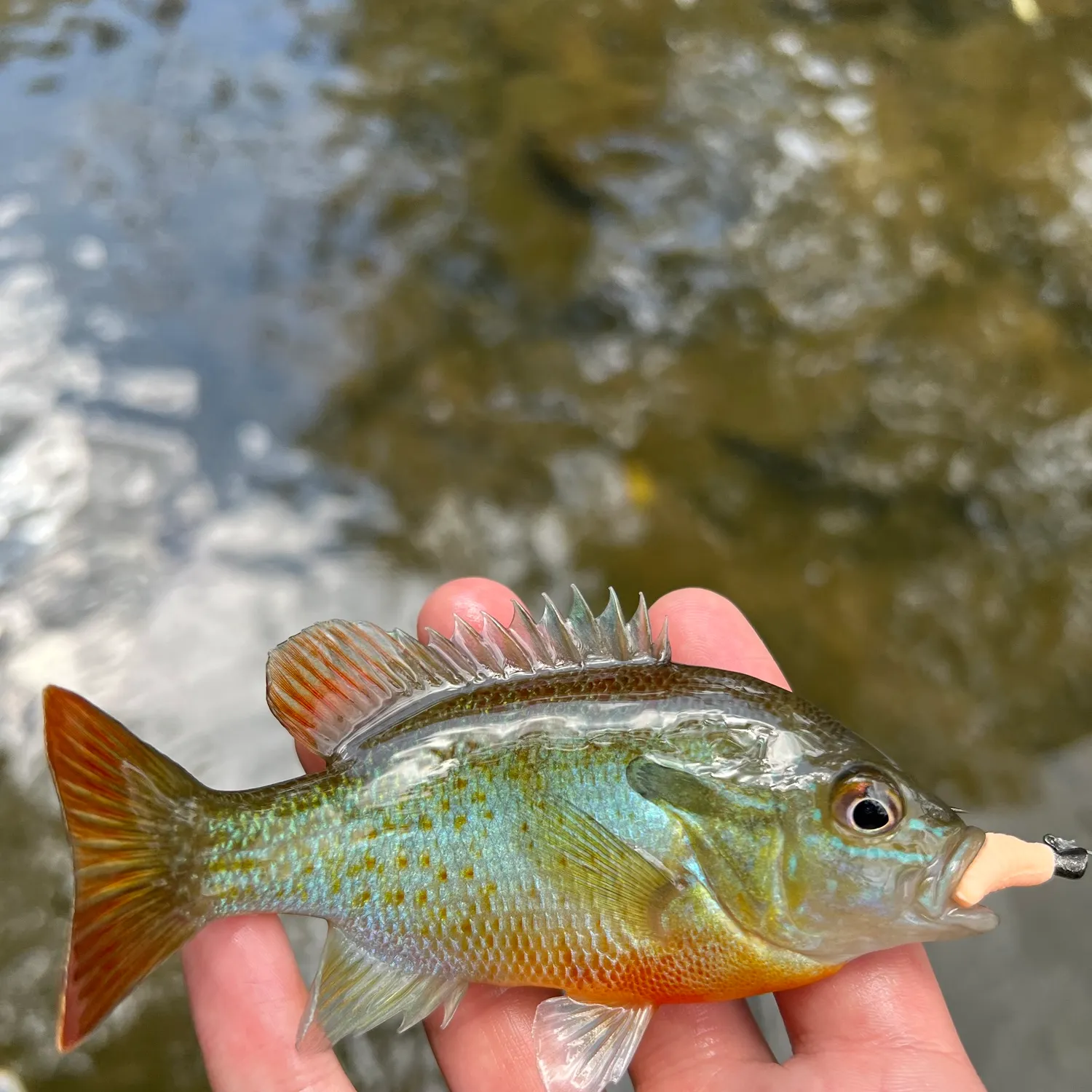 Redbreast sunfish caught on Fishbrain