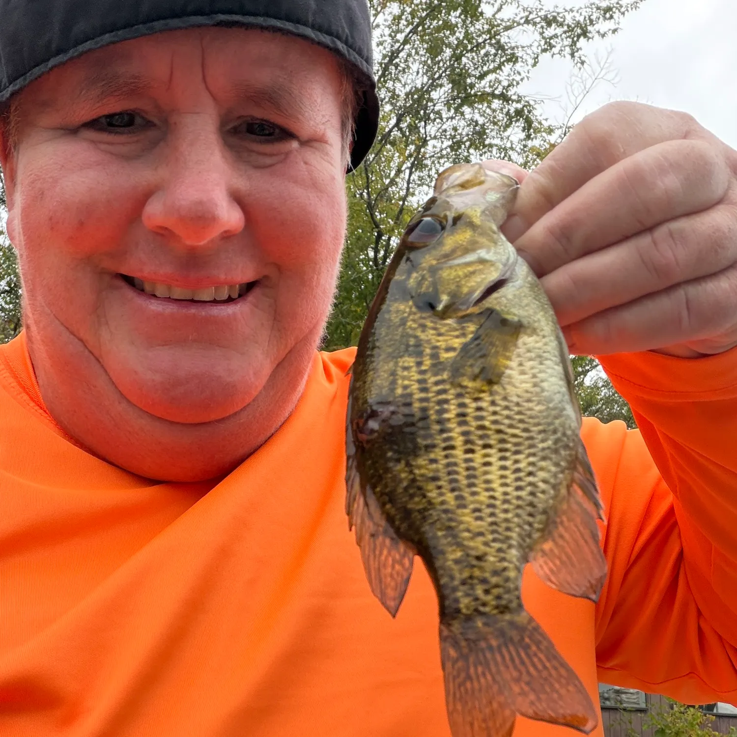 Rock bass caught on Fishbrain
