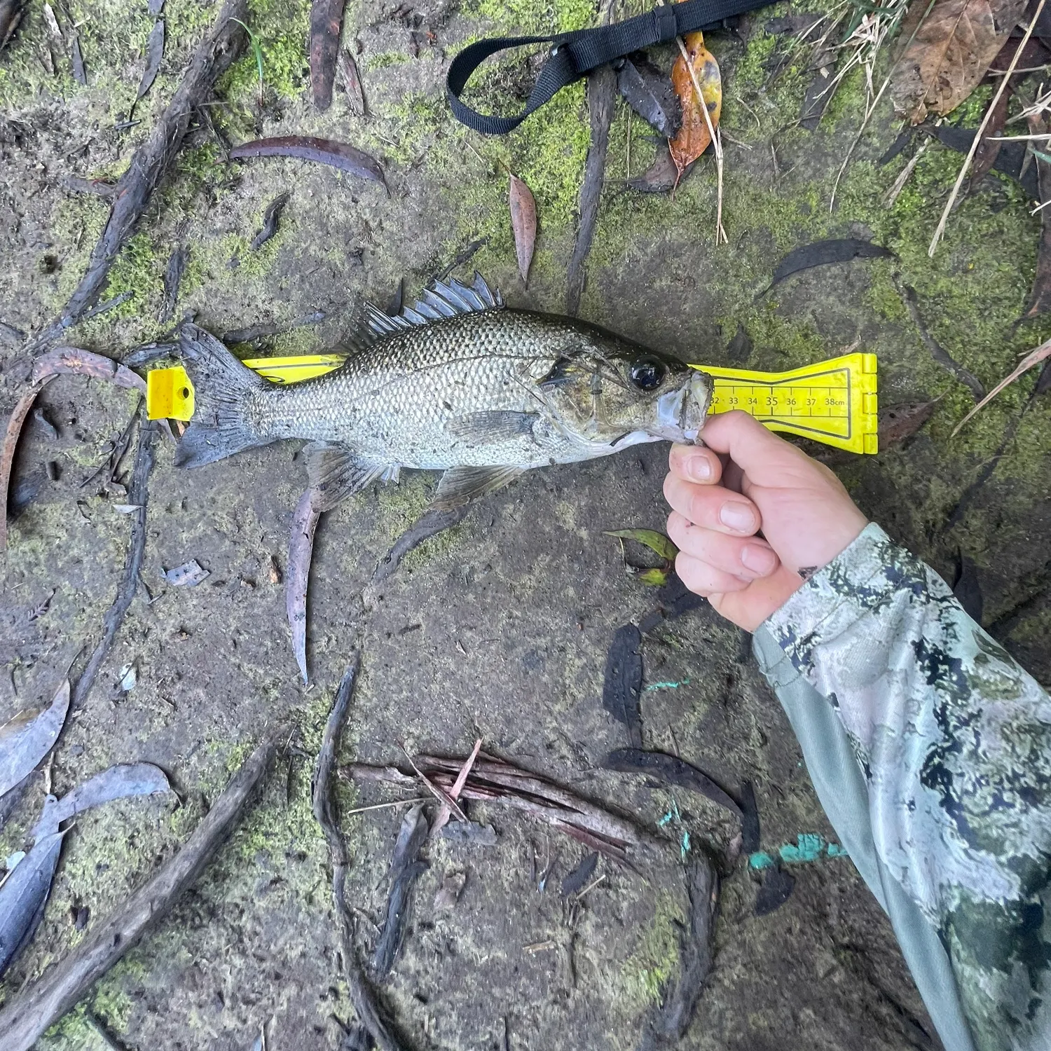 The most recent Australian bass catches on Fishbrain