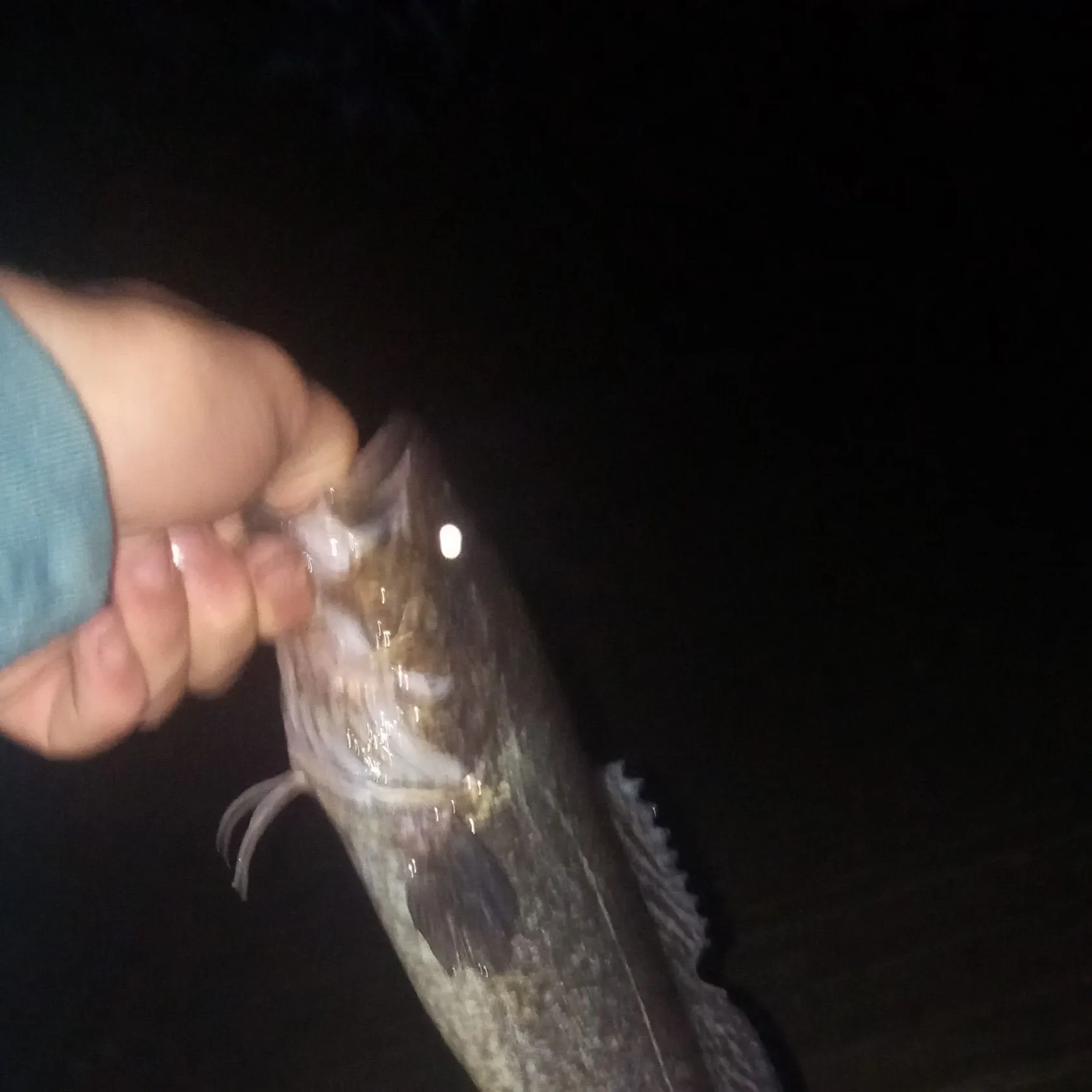 The most recent River blackfish catches on Fishbrain