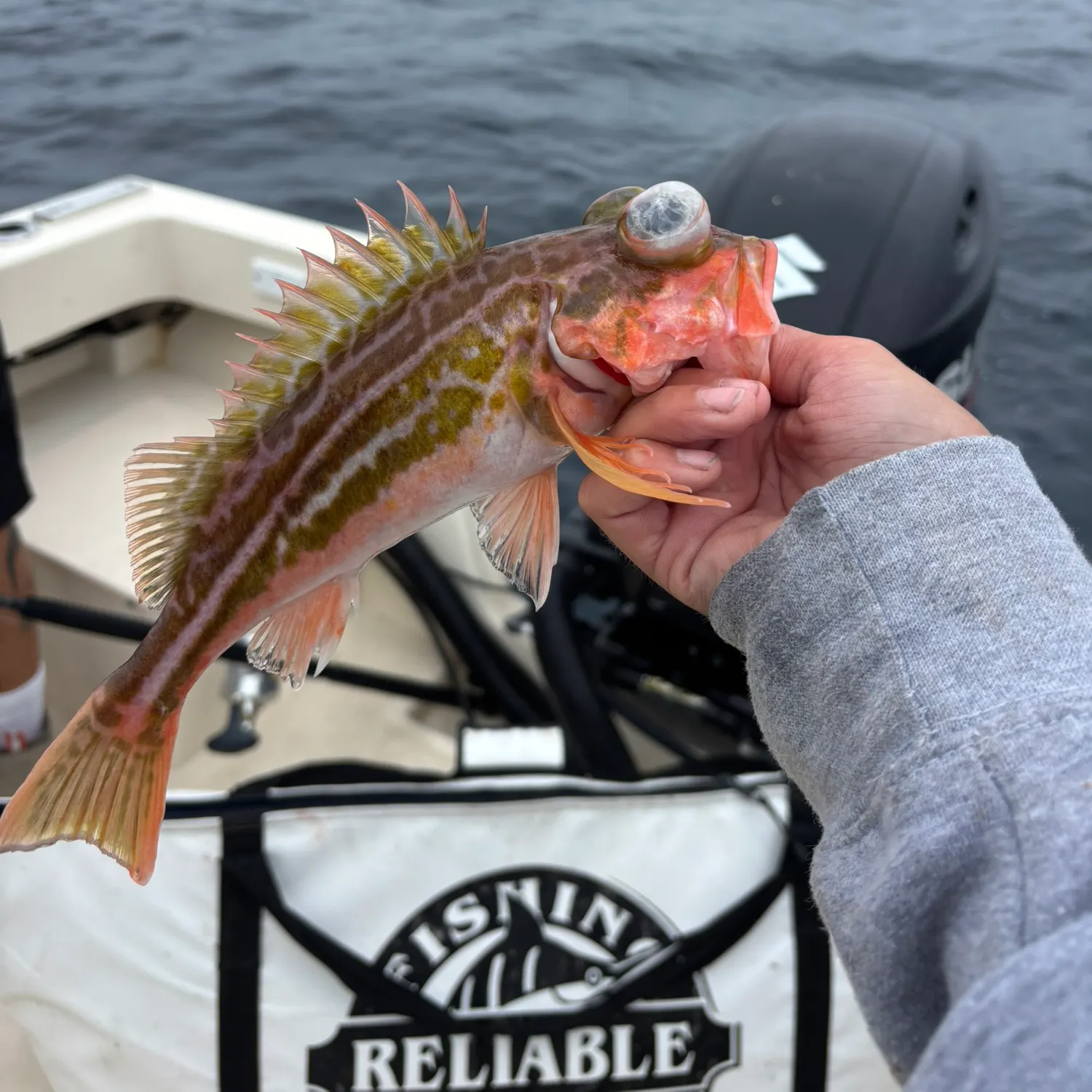 The most recent Greenstriped rockfish catches on Fishbrain