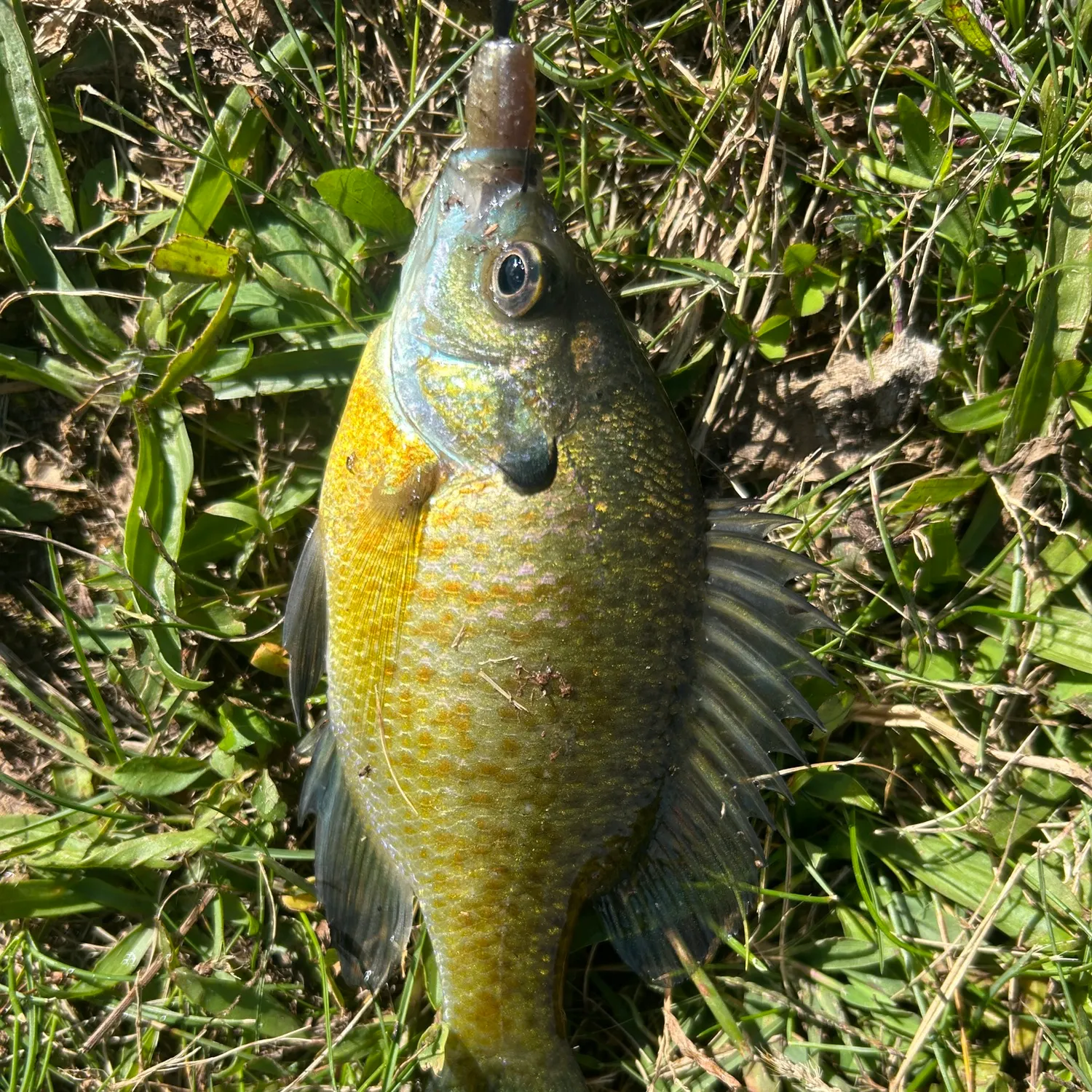Bluegill caught on Fishbrain