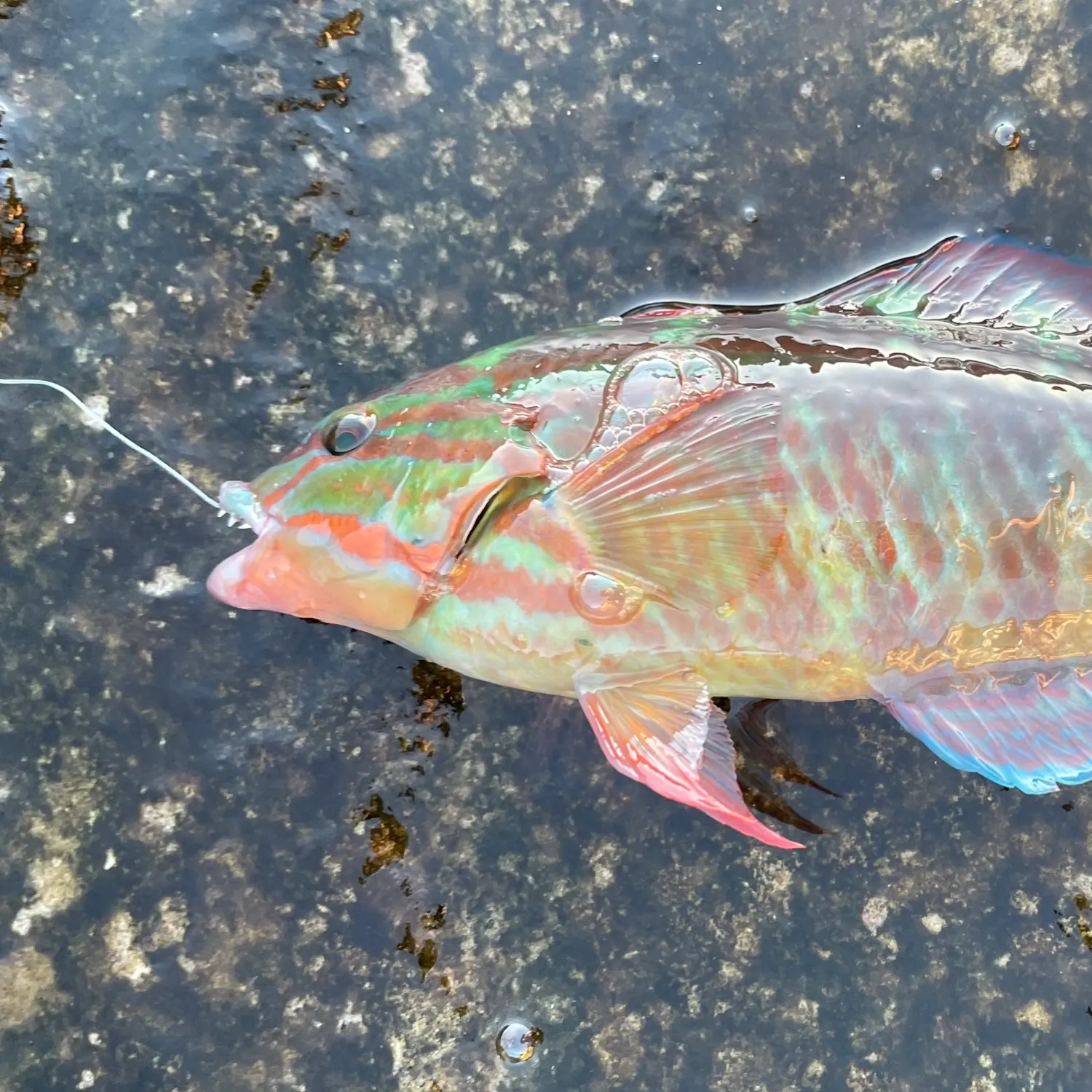 The most recent Gunther's wrasse catches on Fishbrain