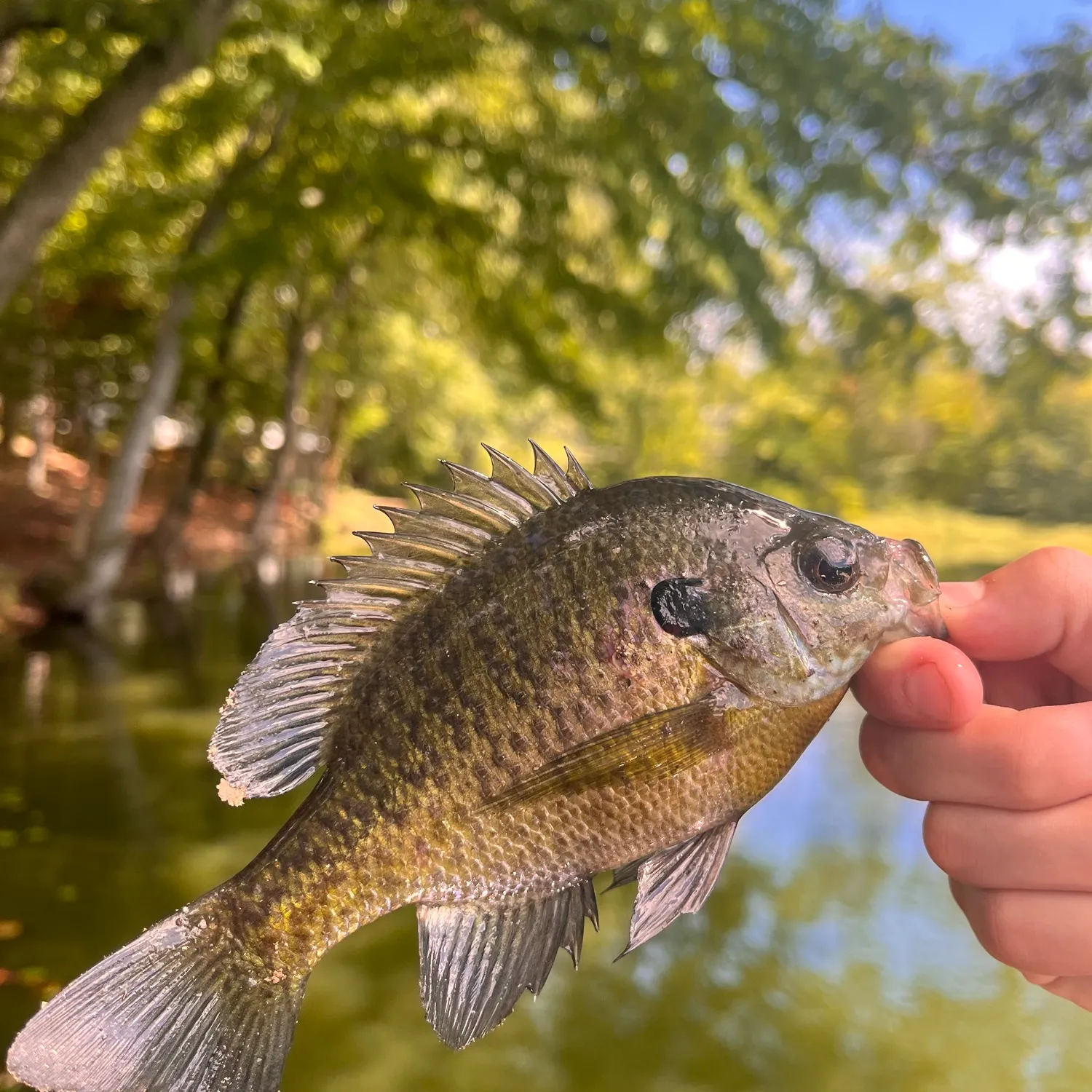Bluegill caught on Fishbrain