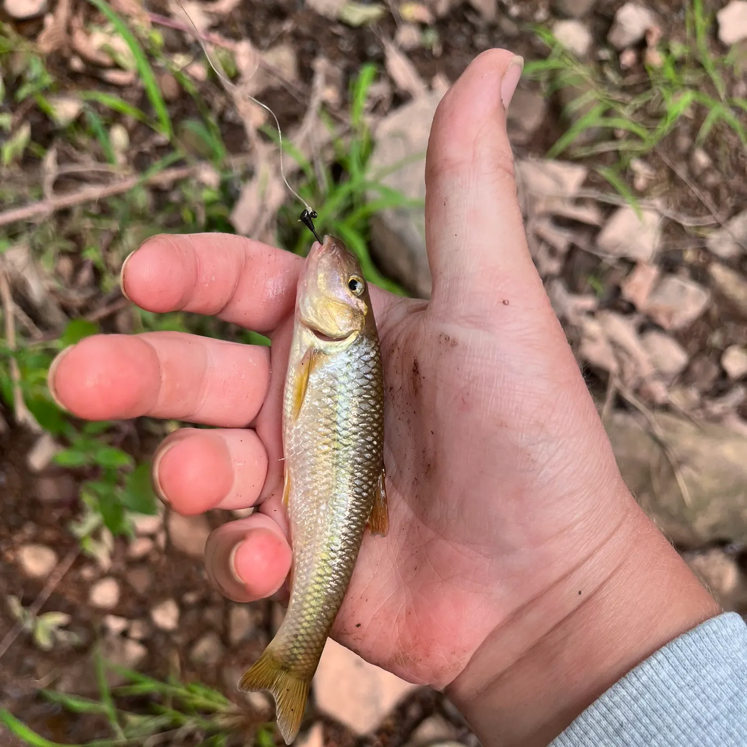 Creek chub caught on Fishbrain