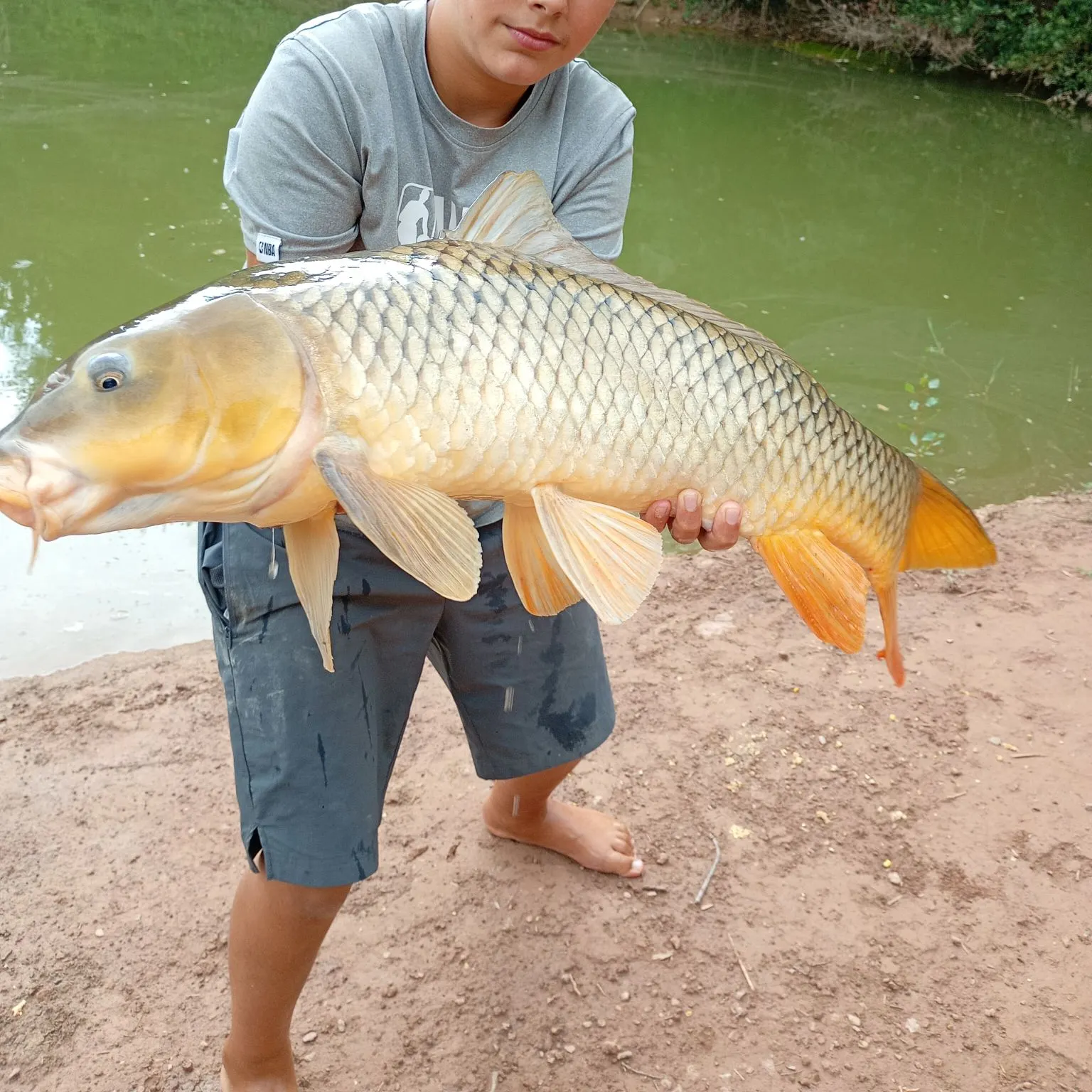 Common carp caught on Fishbrain