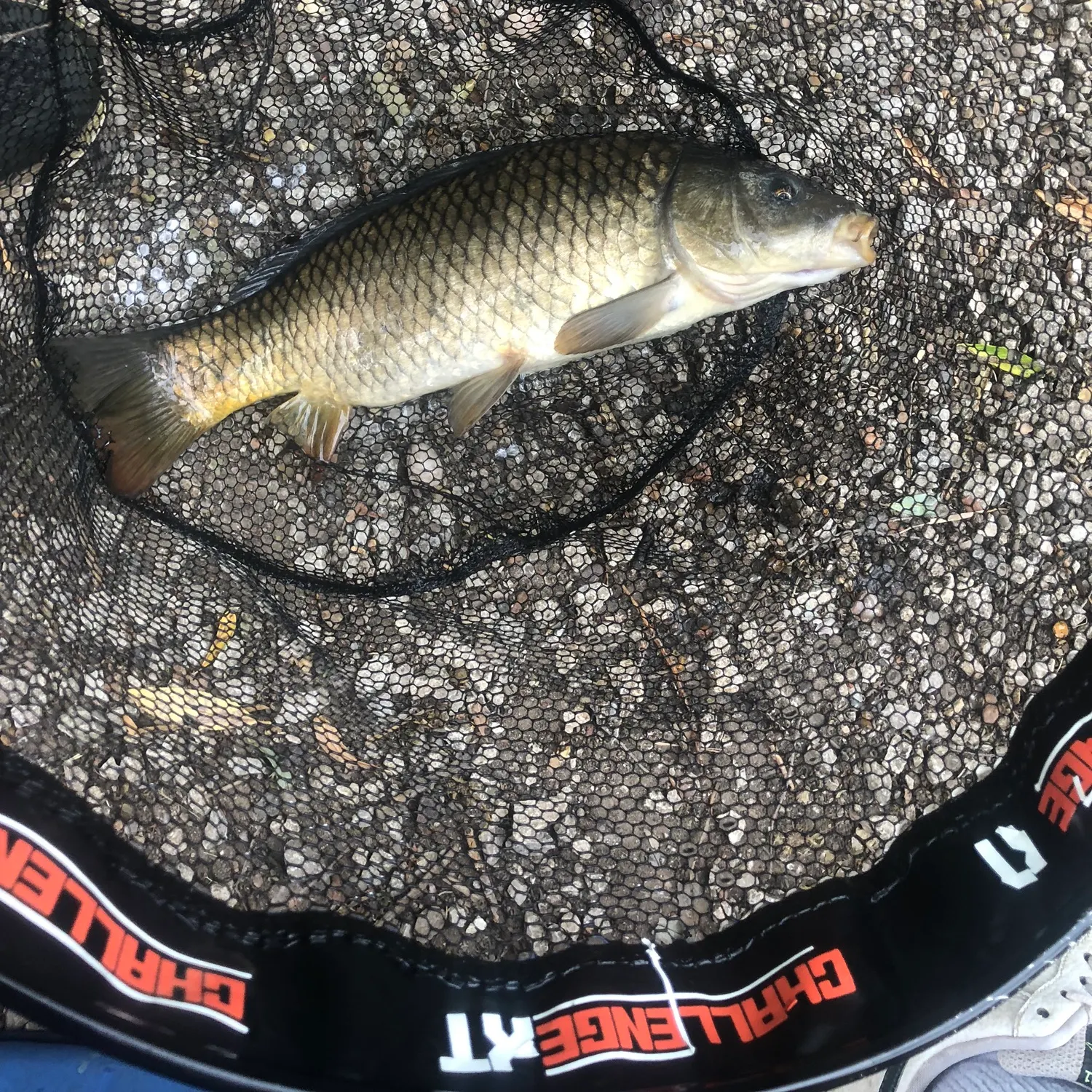 The most recent Common carp catches on Fishbrain