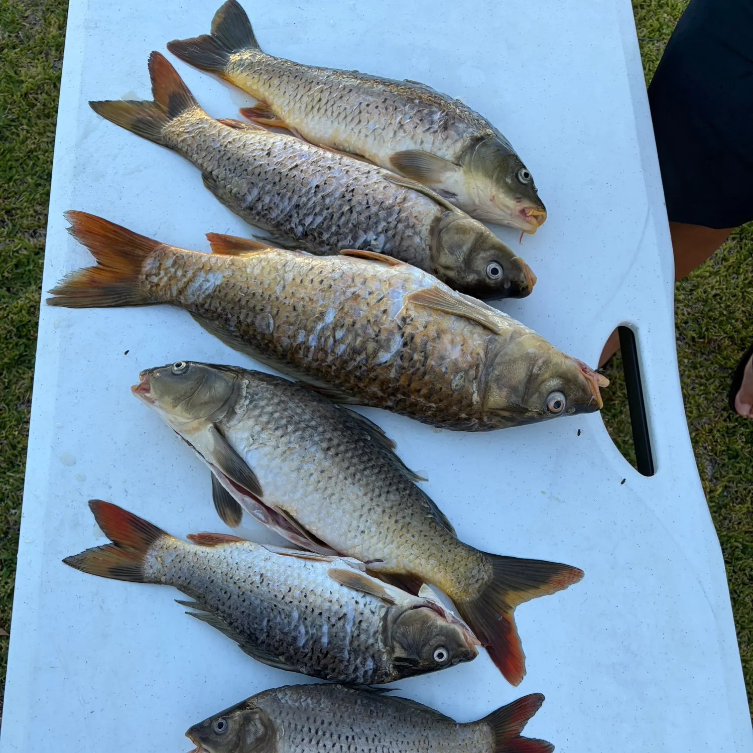 recently logged catches