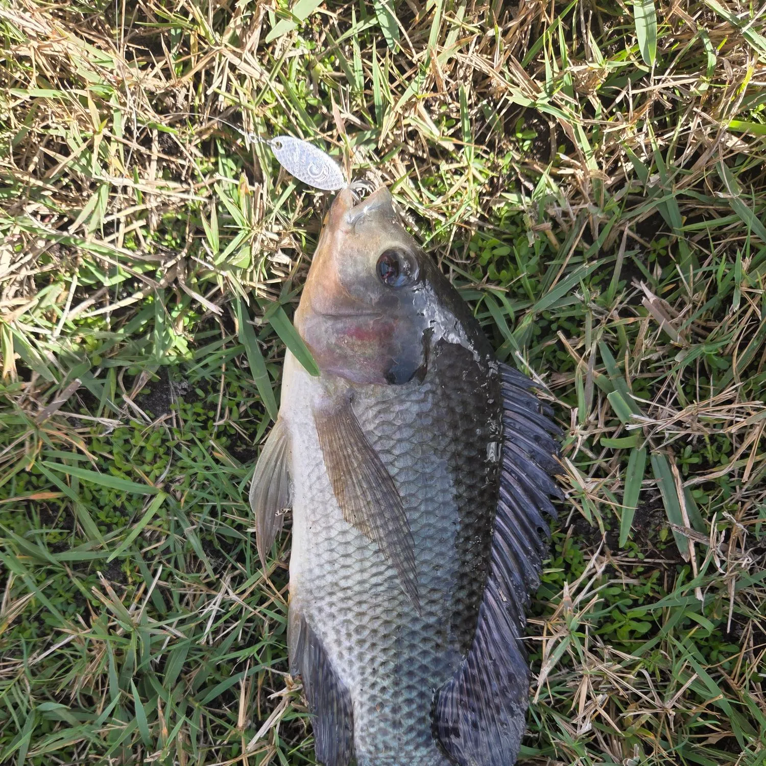The most recent Blue tilapia catches on Fishbrain