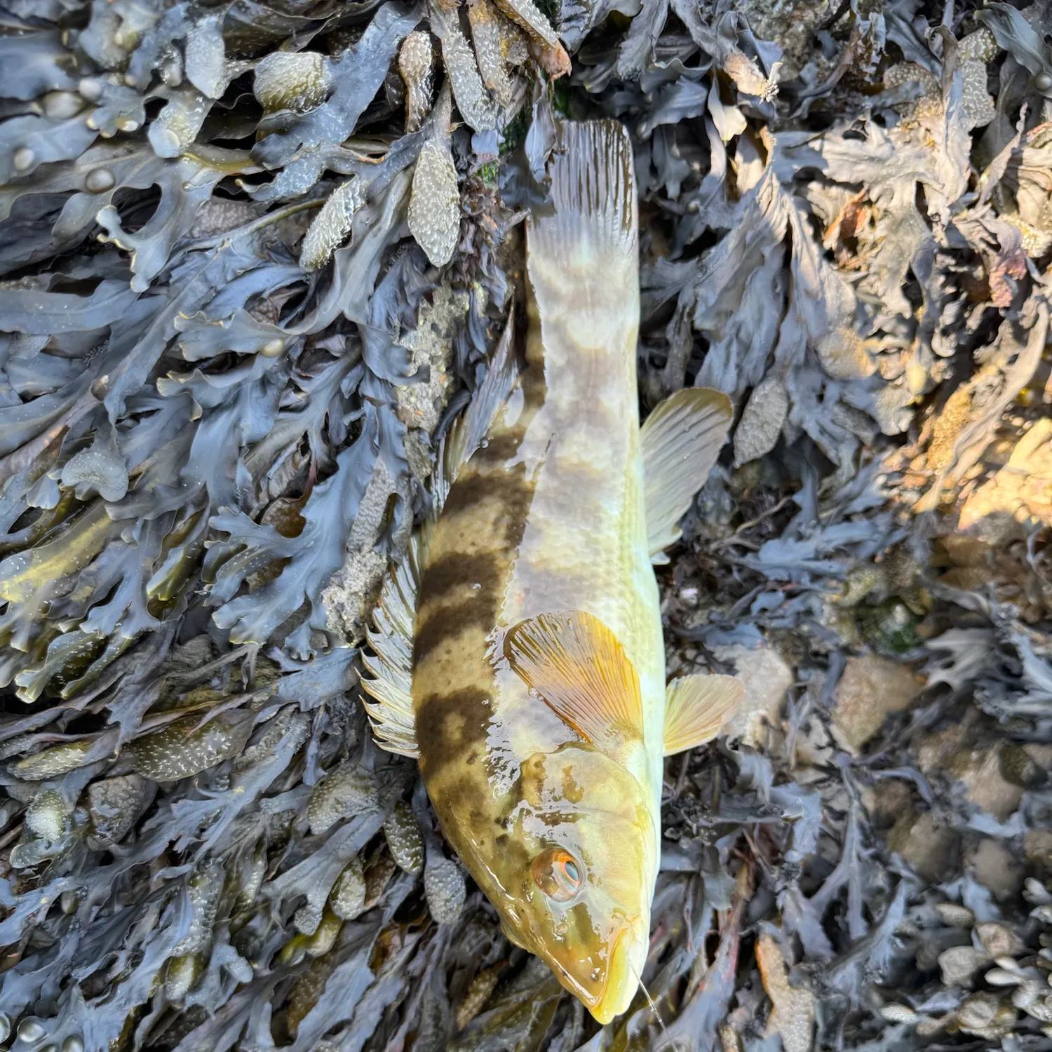 The most recent Ballan wrasse catches on Fishbrain