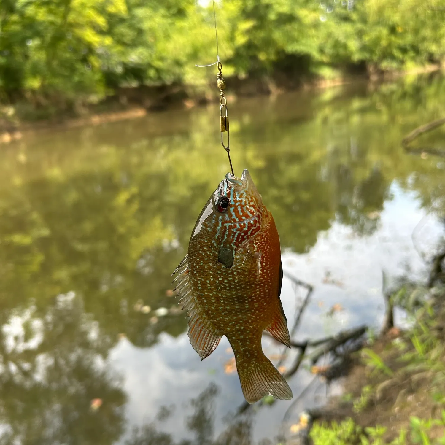 Longear sunfish caught on Fishbrain