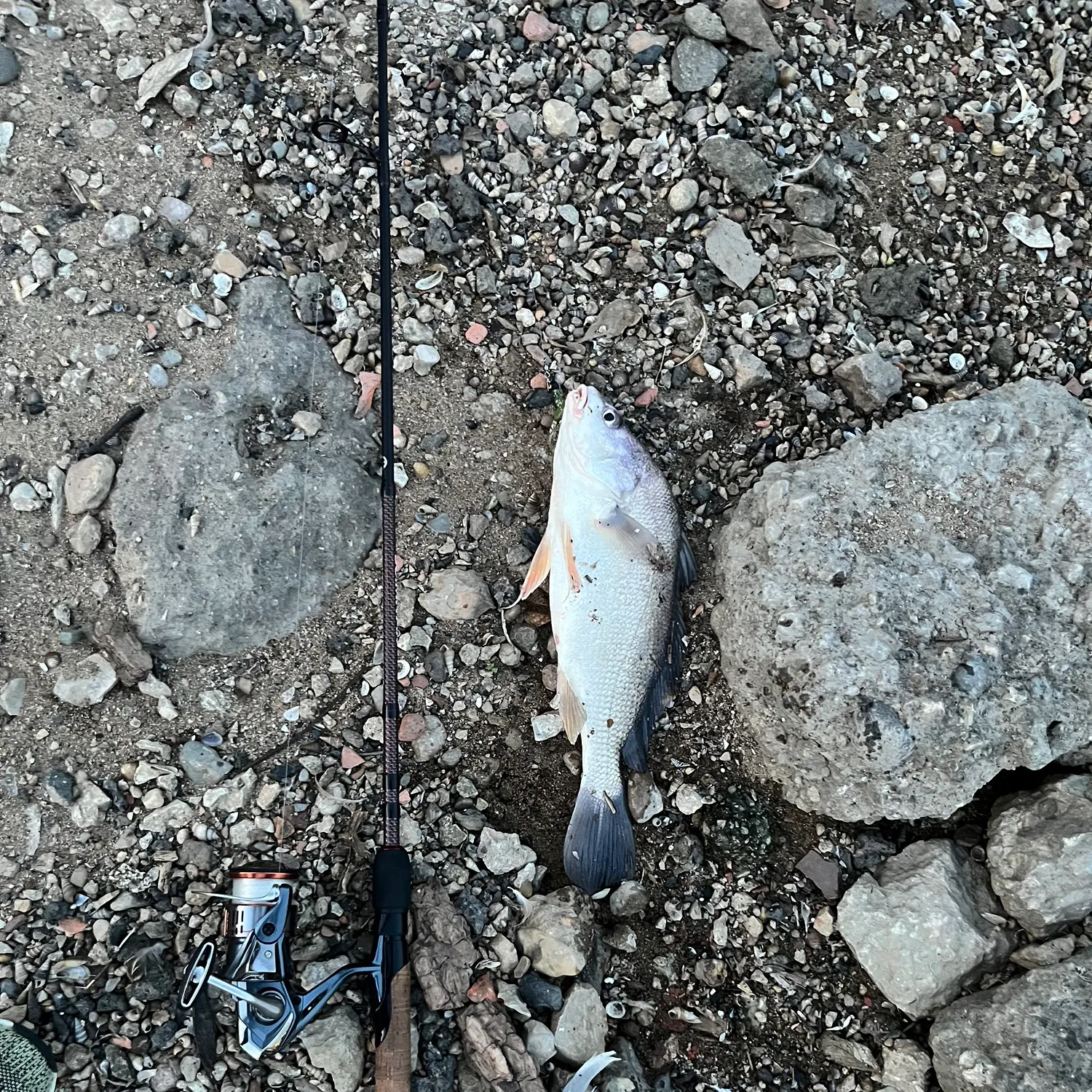 Freshwater drum caught on Fishbrain