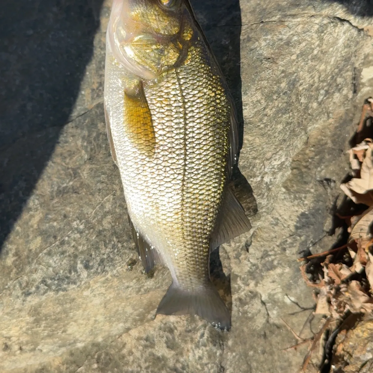 White perch caught on Fishbrain