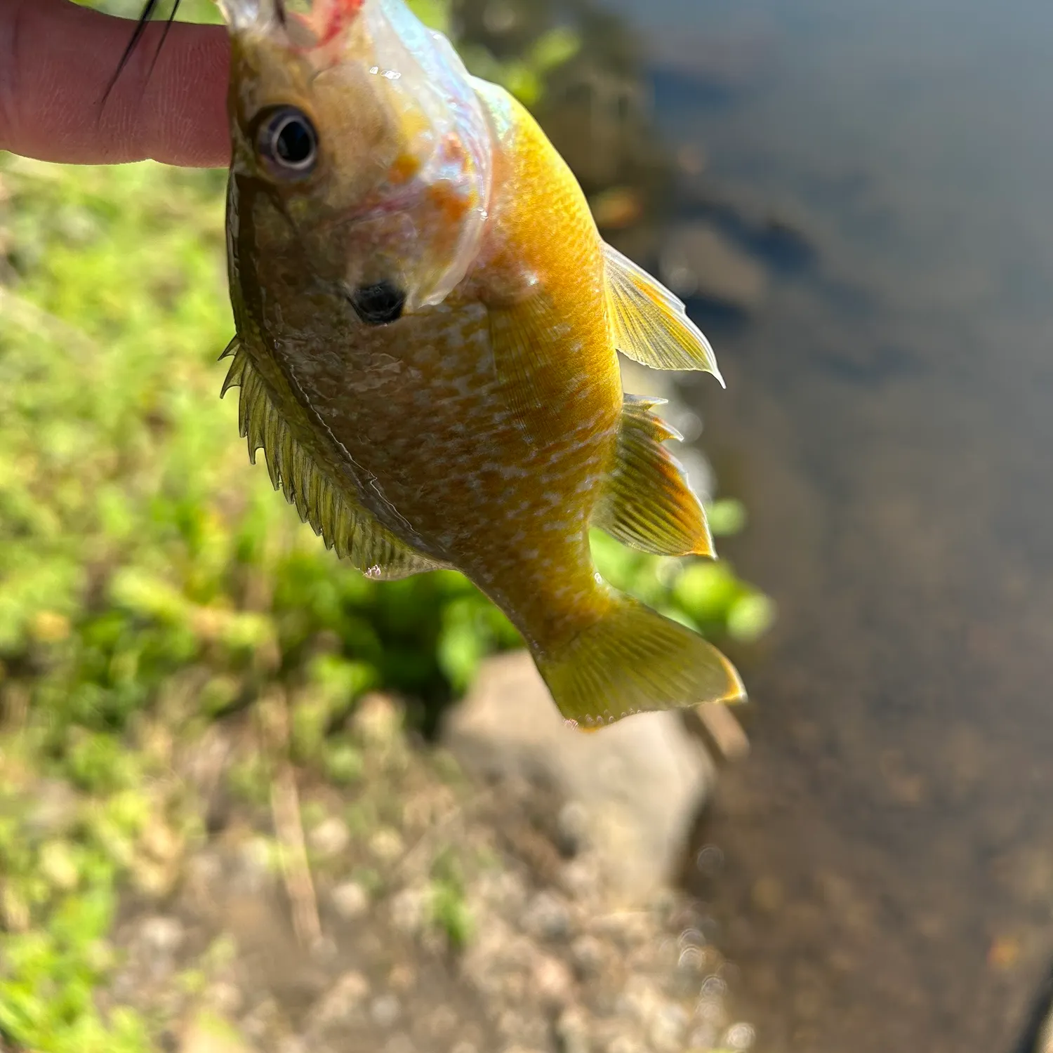 Greengill hybrid caught on Fishbrain