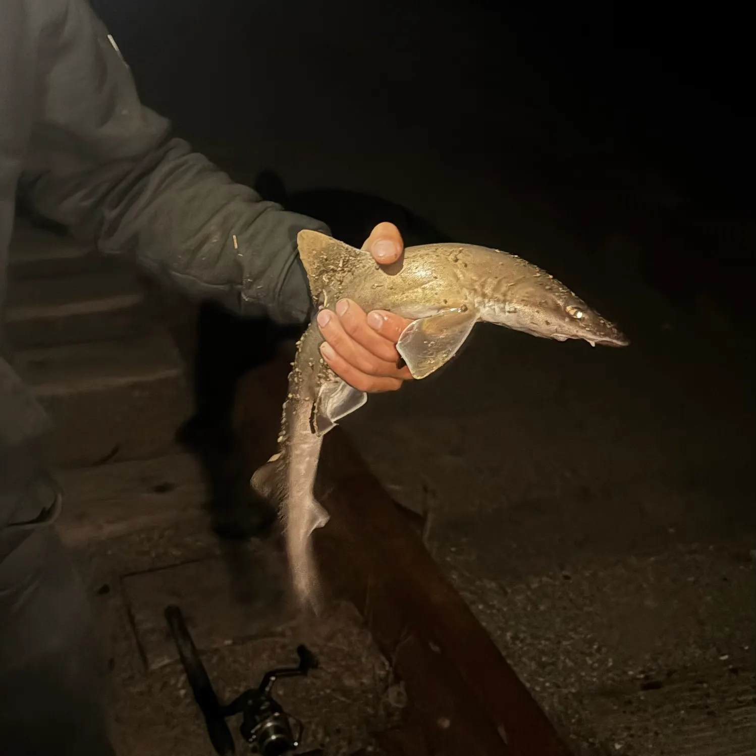 The most recent Brown smooth-hound catches on Fishbrain