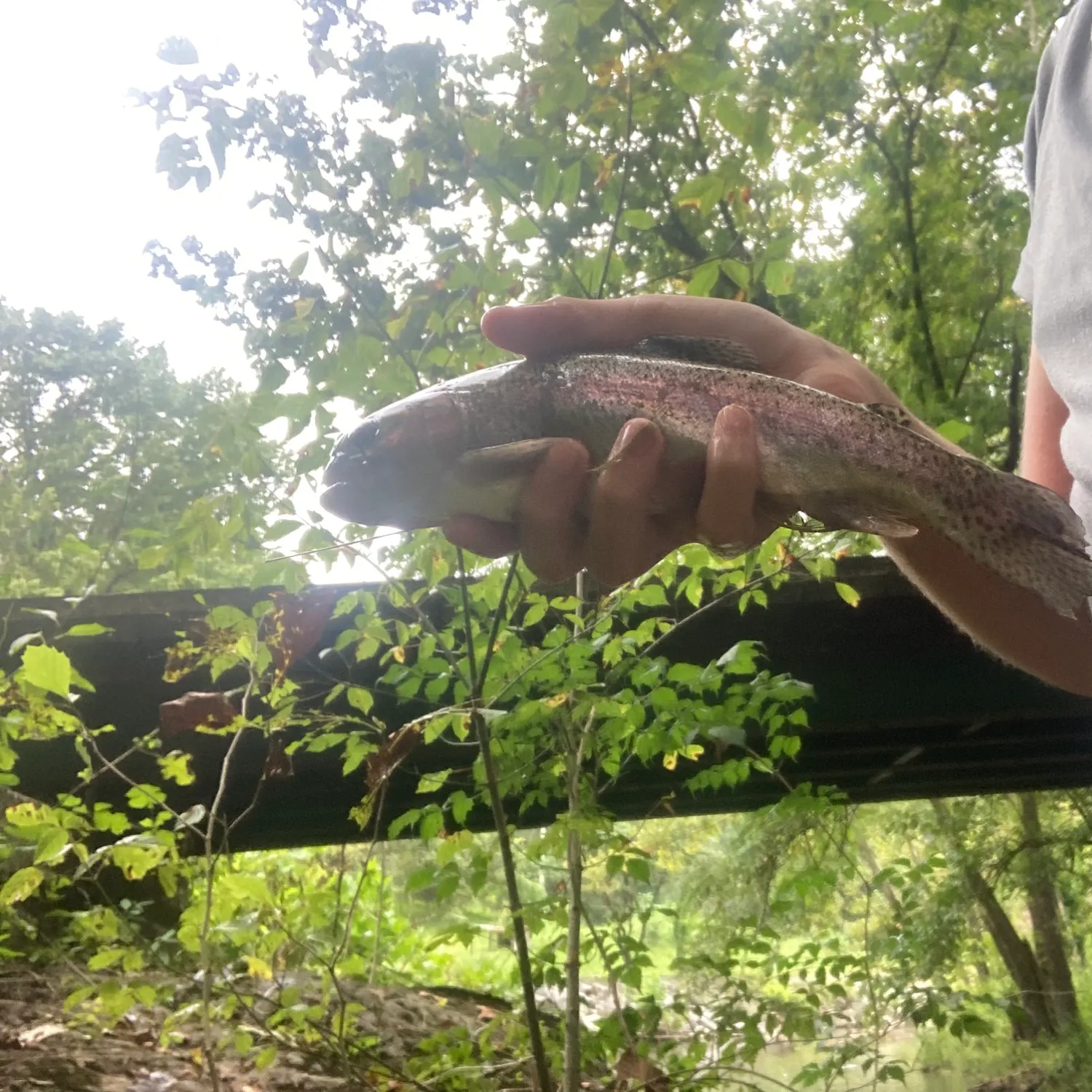 Rainbow trout caught on Fishbrain