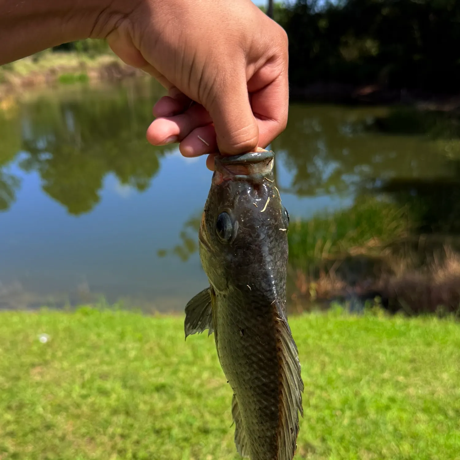 The most recent Longfin tilapia catches on Fishbrain