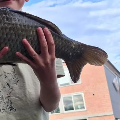 Common carp caught on Fishbrain