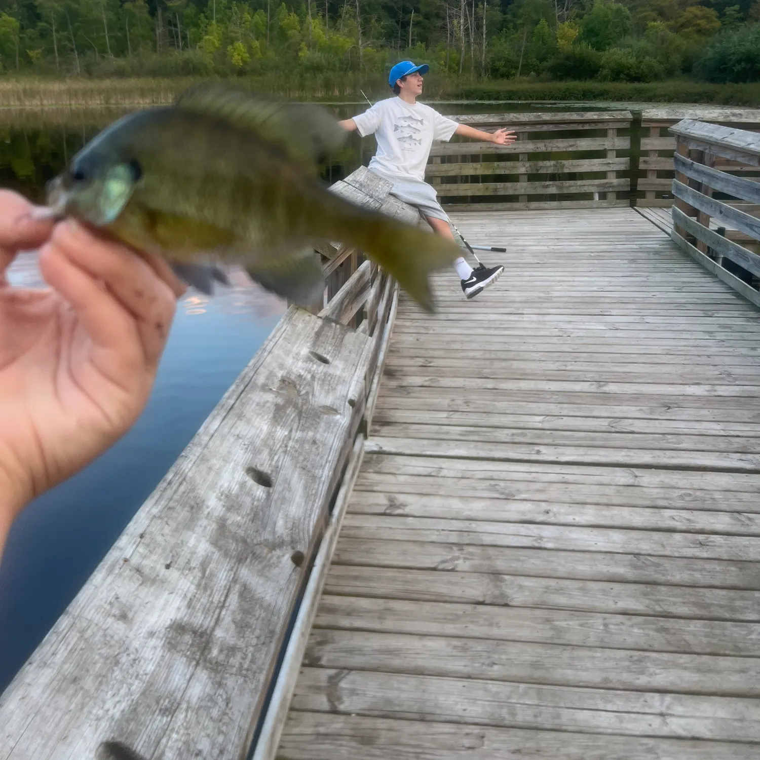 Bluegill caught on Fishbrain