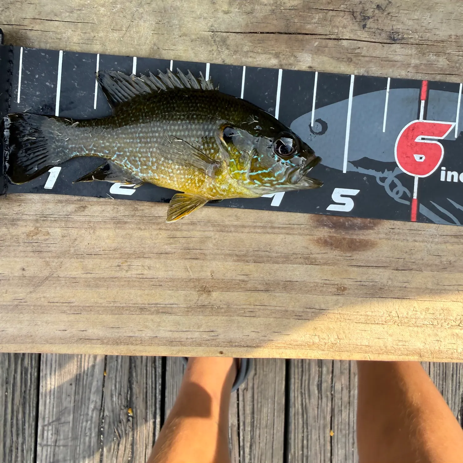 Green sunfish caught on Fishbrain