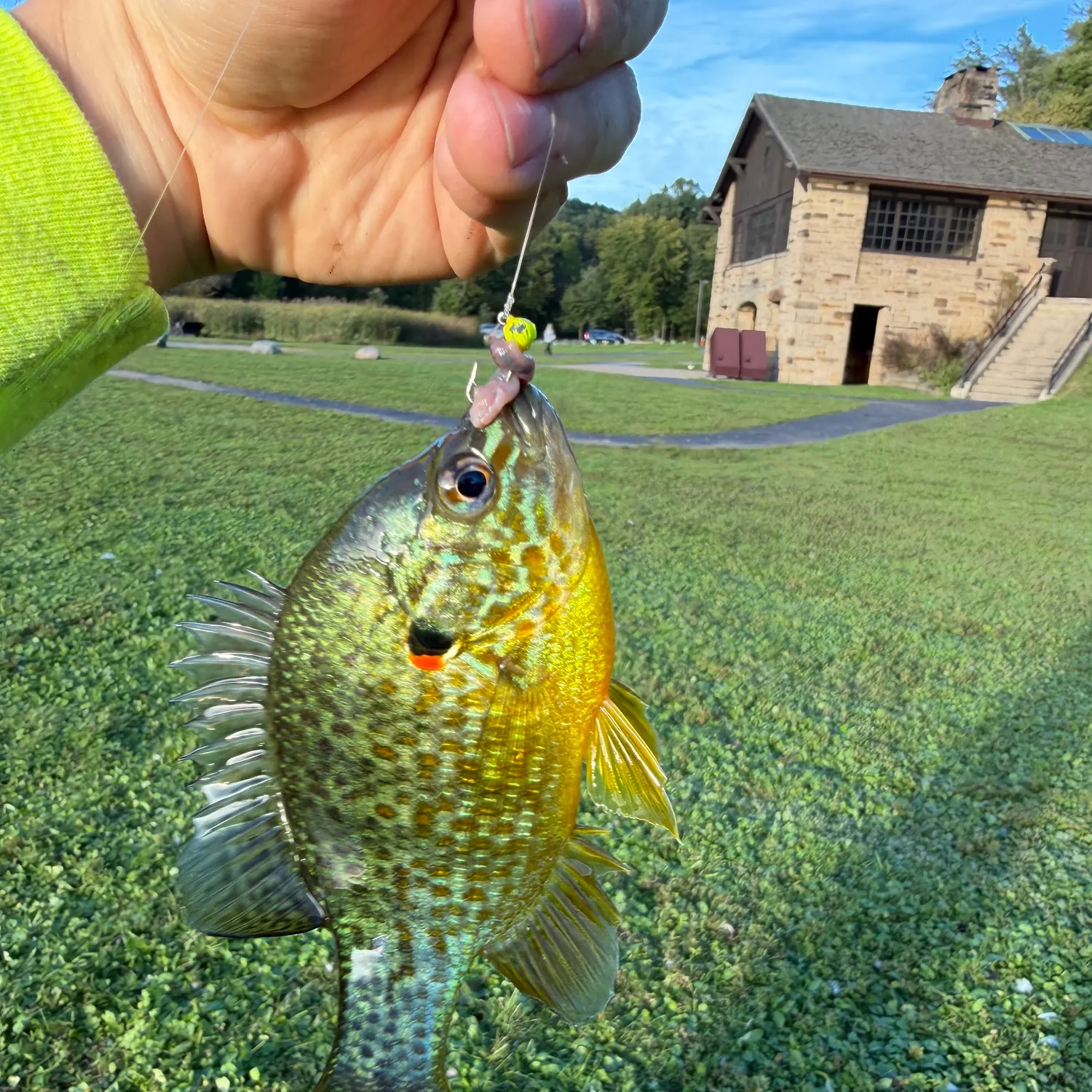 Pumpkinseed caught on Fishbrain