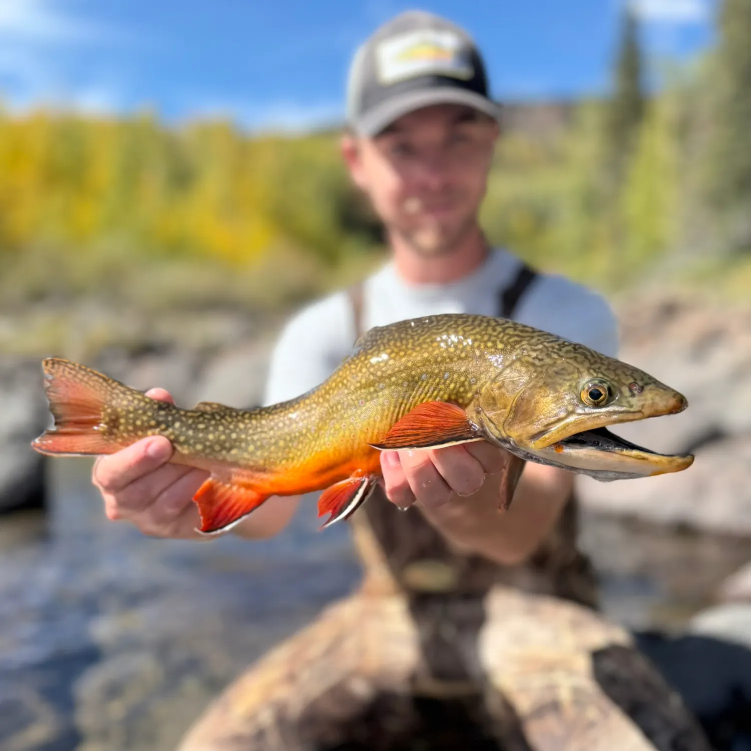 Brook trout caught on Fishbrain