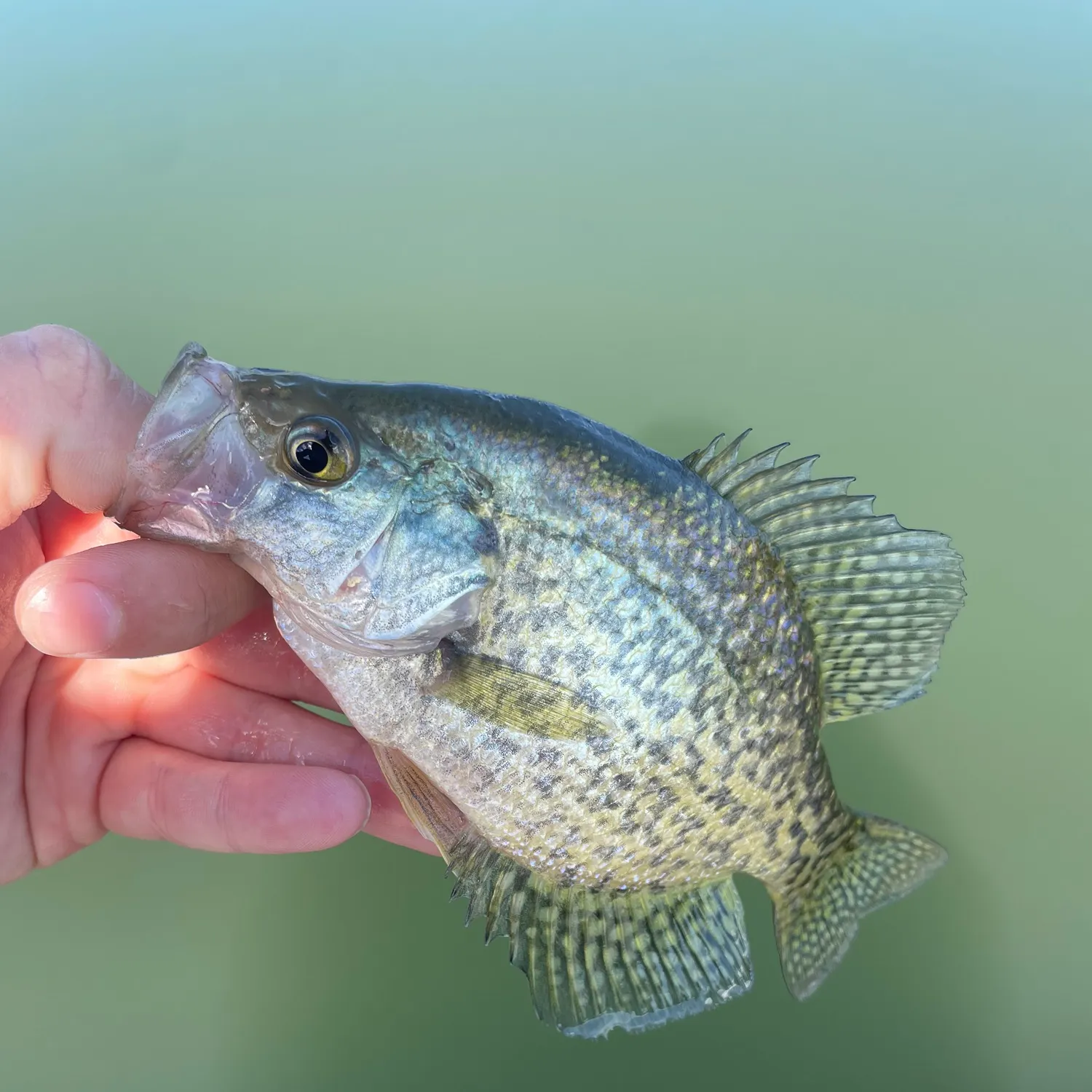 Black crappie caught on Fishbrain