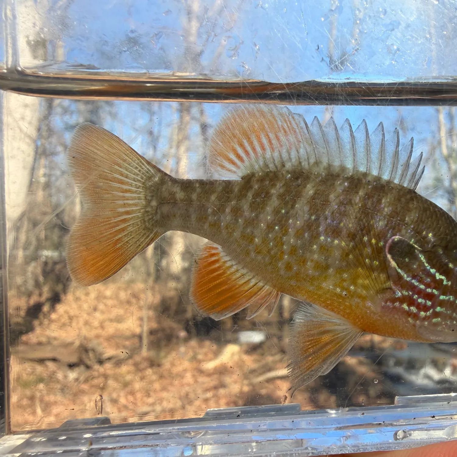 The most recent Longear sunfish catches on Fishbrain