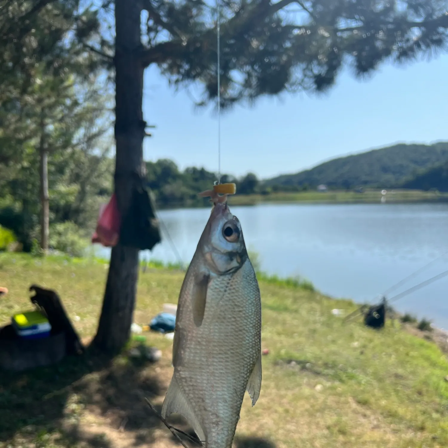 The most recent White-eye bream catches on Fishbrain