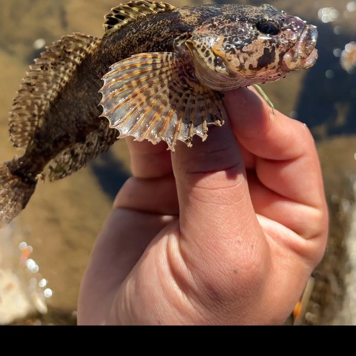 The most recent Prickly sculpin catches on Fishbrain