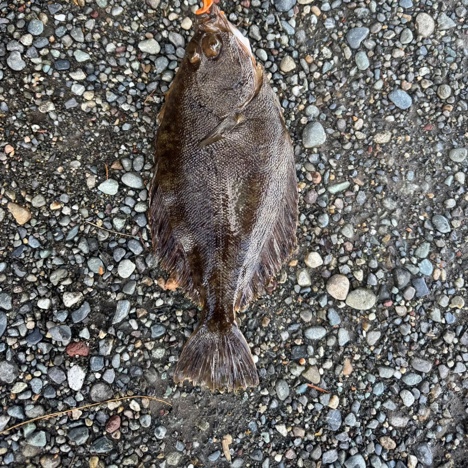 The most recent Northern rock sole catches on Fishbrain