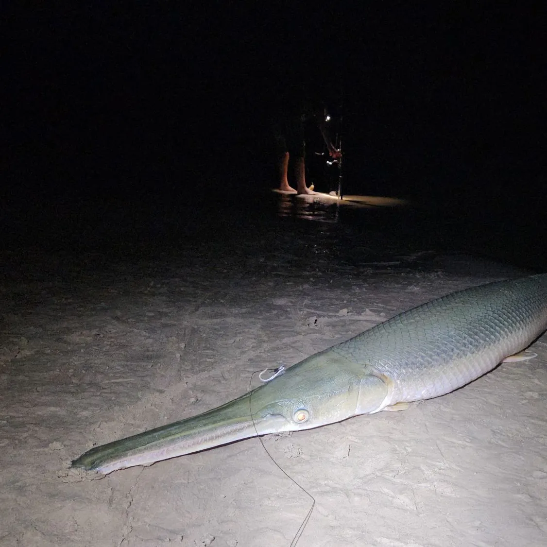 The most recent Alligator x longnose gar catches on Fishbrain