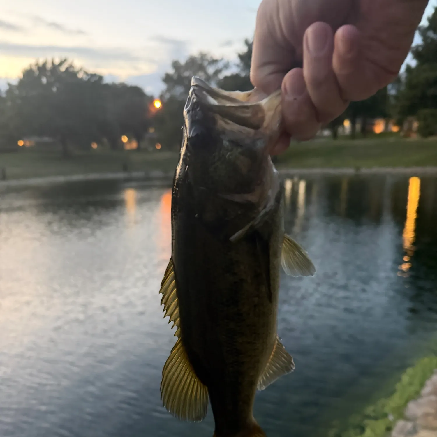 Largemouth bass caught on Fishbrain