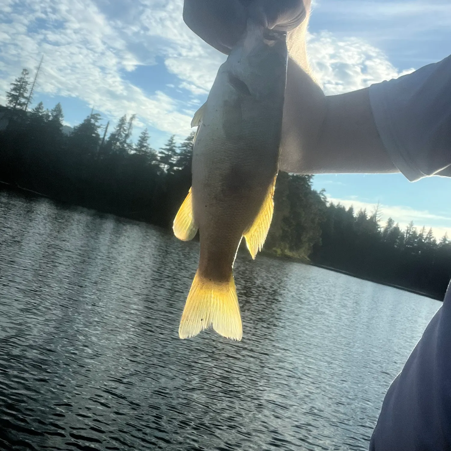 Smallmouth bass caught on Fishbrain