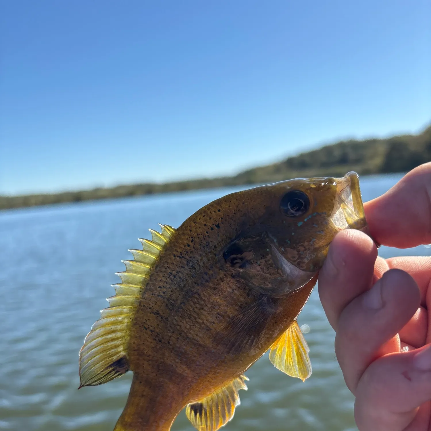 Green sunfish caught on Fishbrain