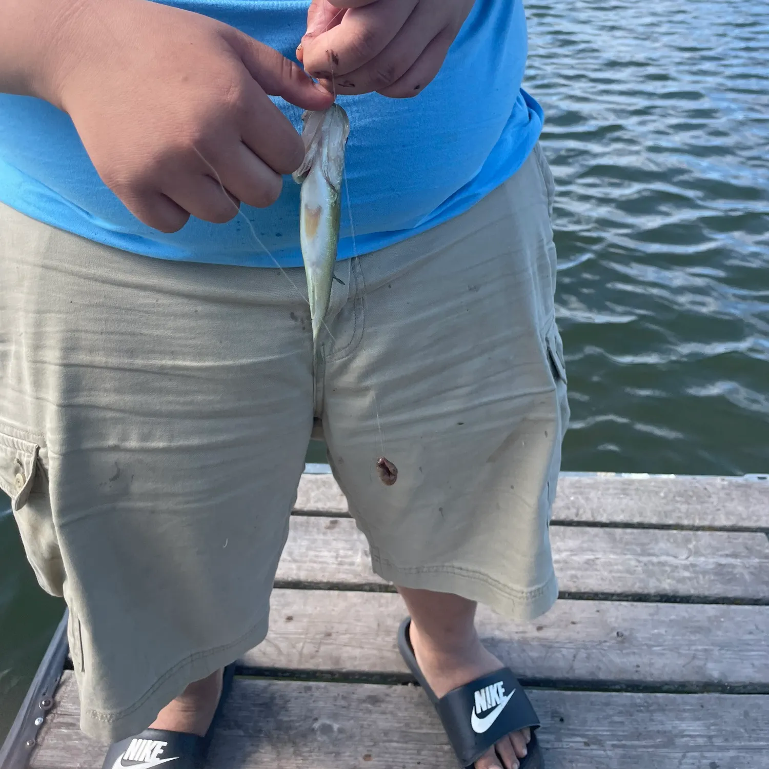 Yellow perch caught on Fishbrain