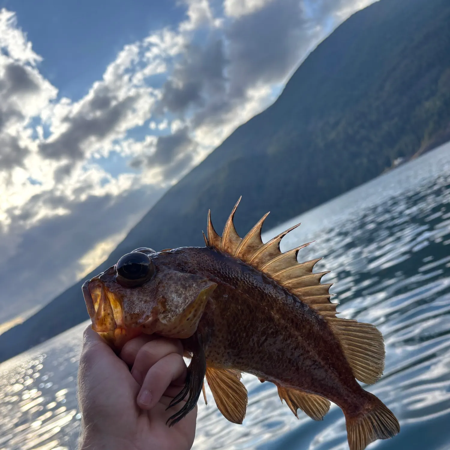 Quillback rockfish caught on Fishbrain