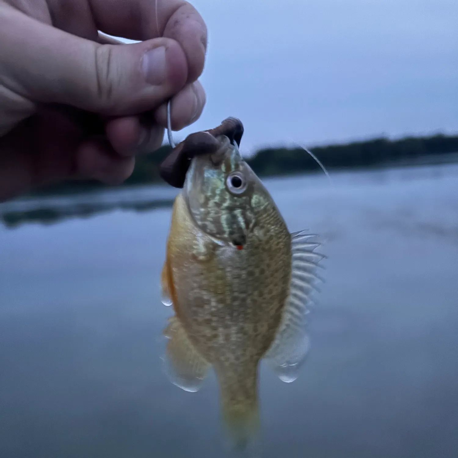 Pumpkinseed caught on Fishbrain