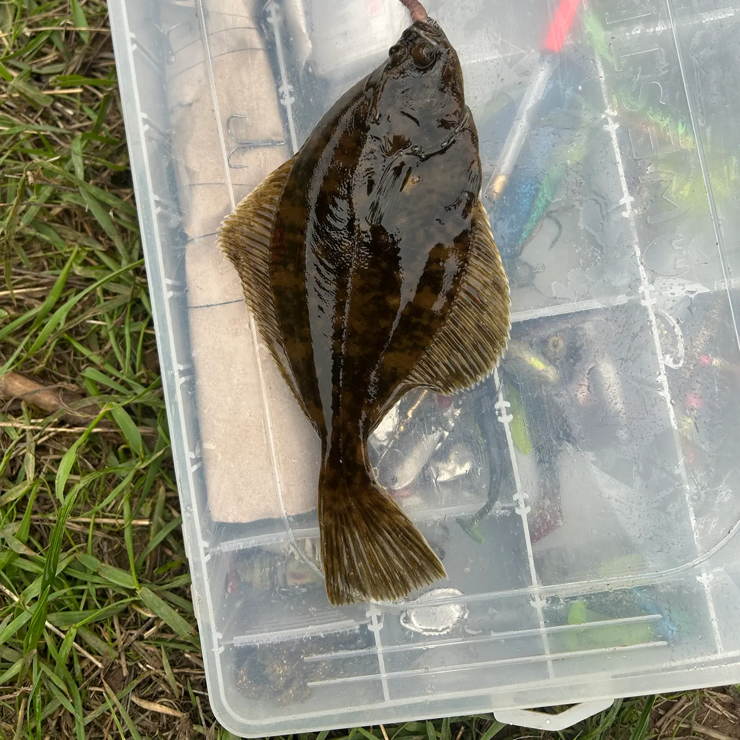 European flounder caught on Fishbrain