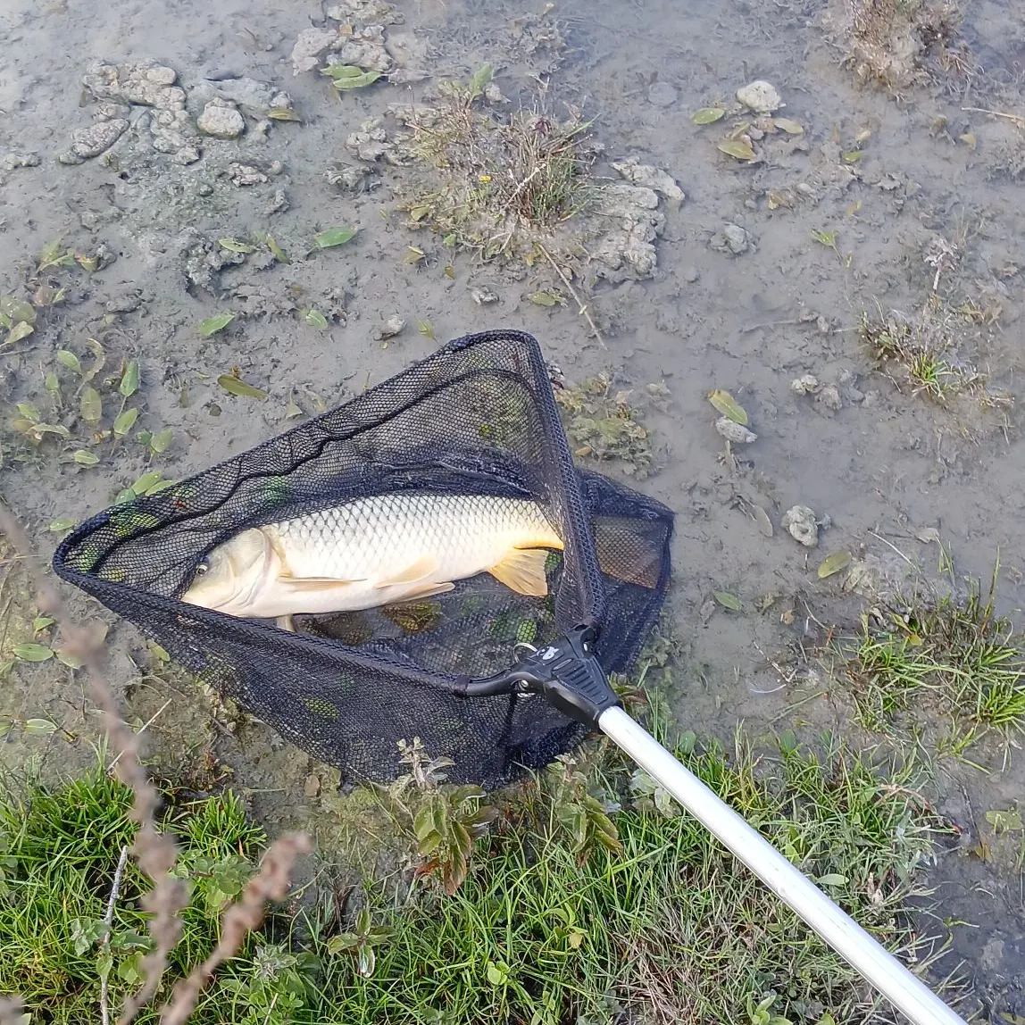 Common carp caught on Fishbrain