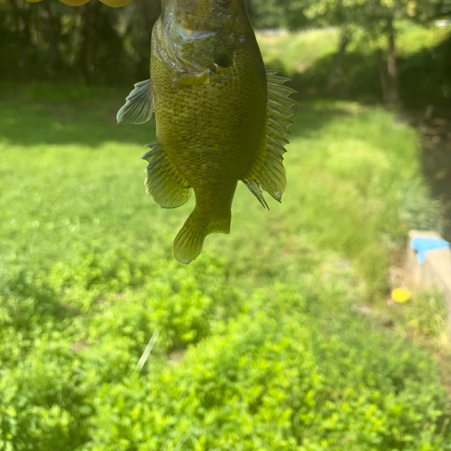 Black crappie caught on Fishbrain