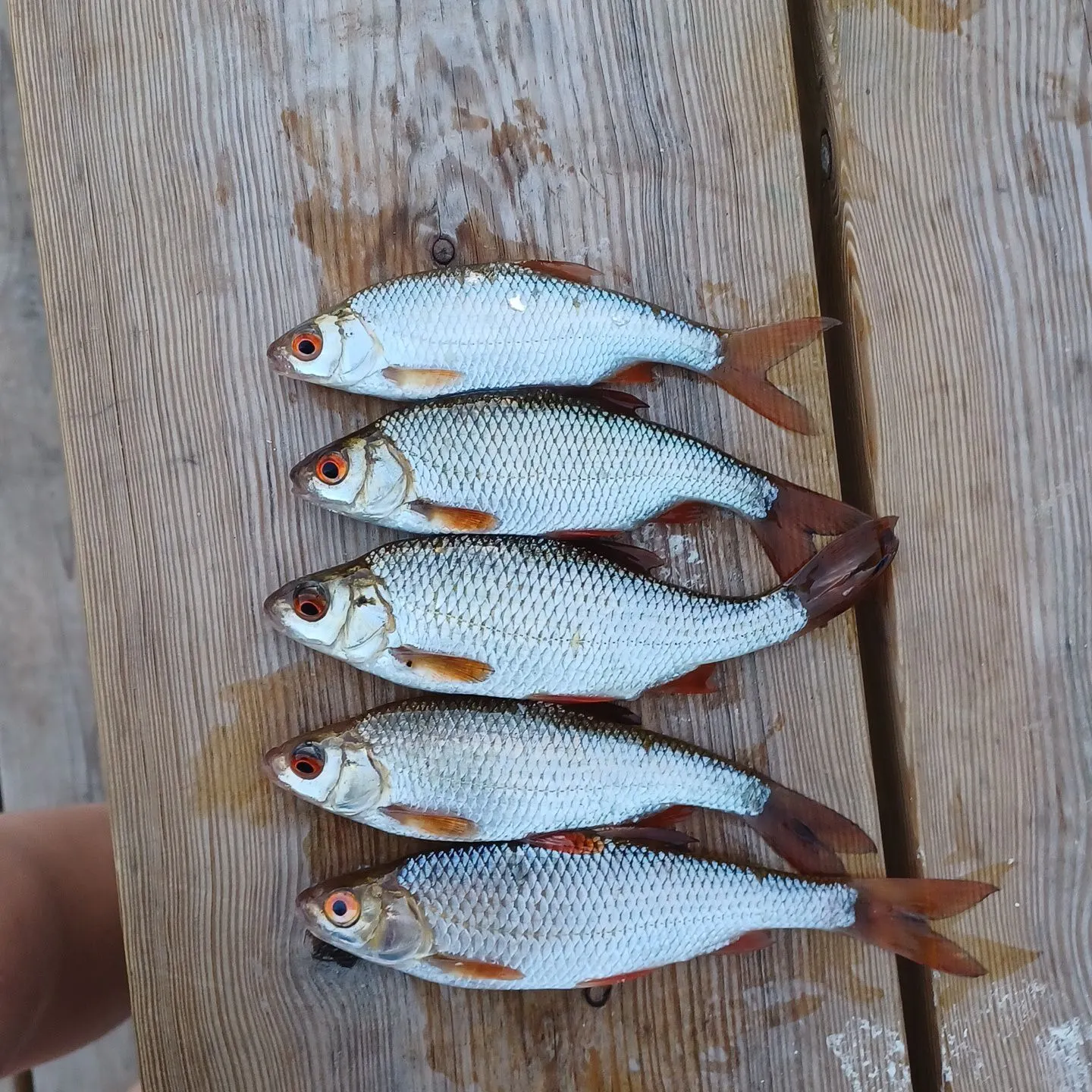 recently logged catches