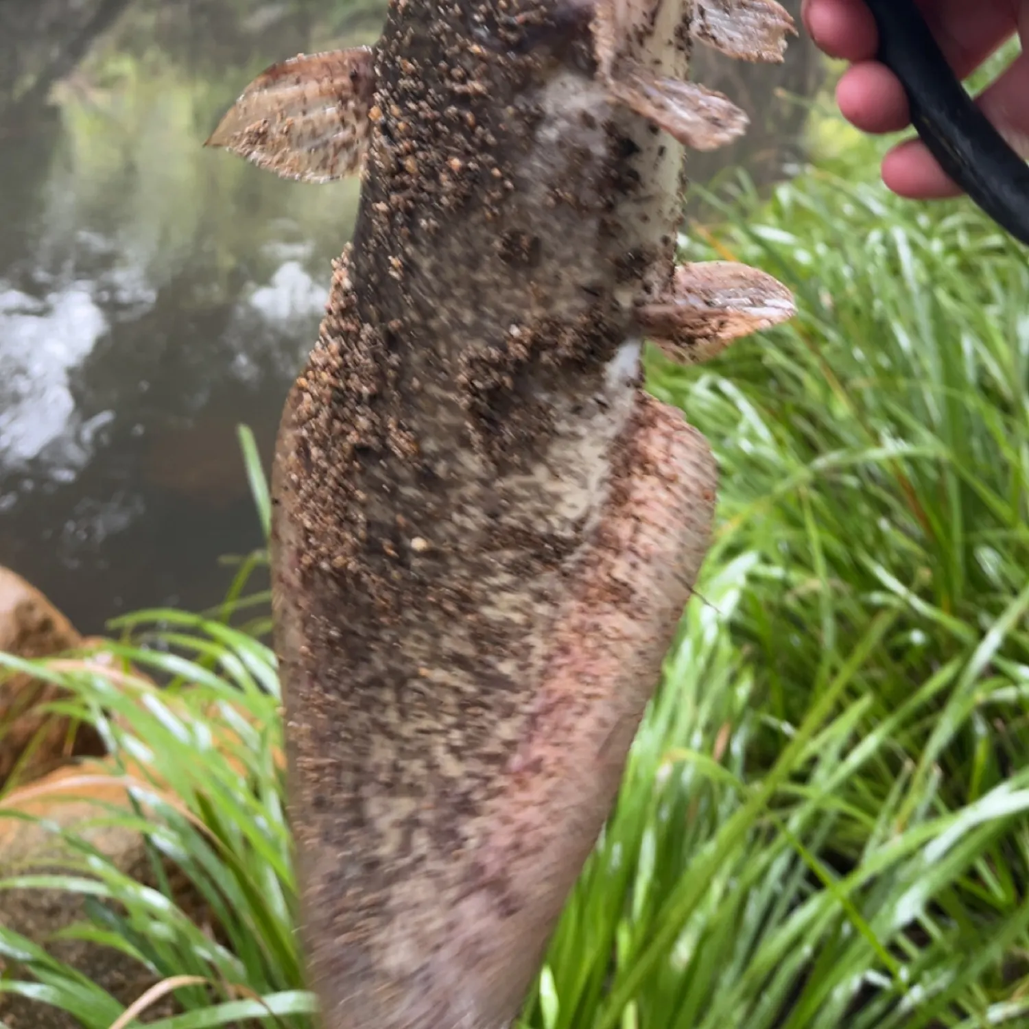 The most recent Dewfish catches on Fishbrain