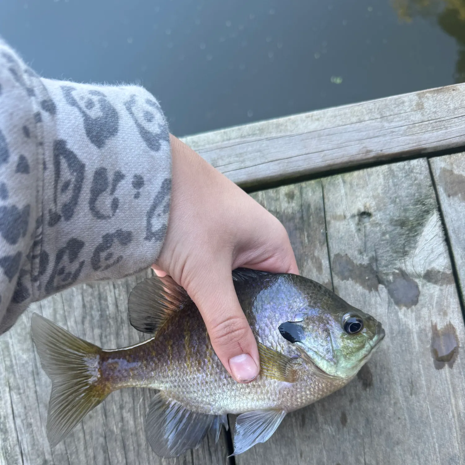 Bluegill caught on Fishbrain