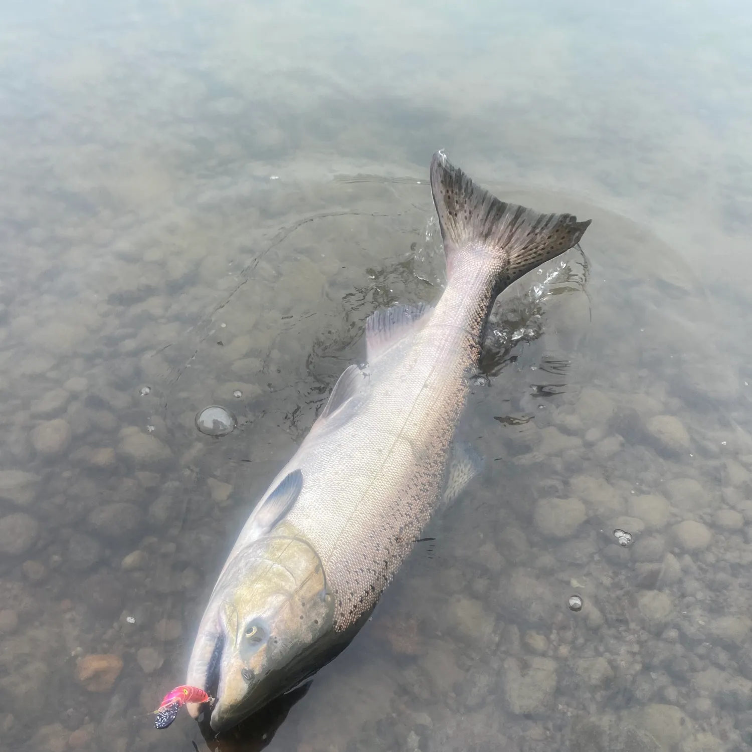 Chinook salmon caught on Fishbrain