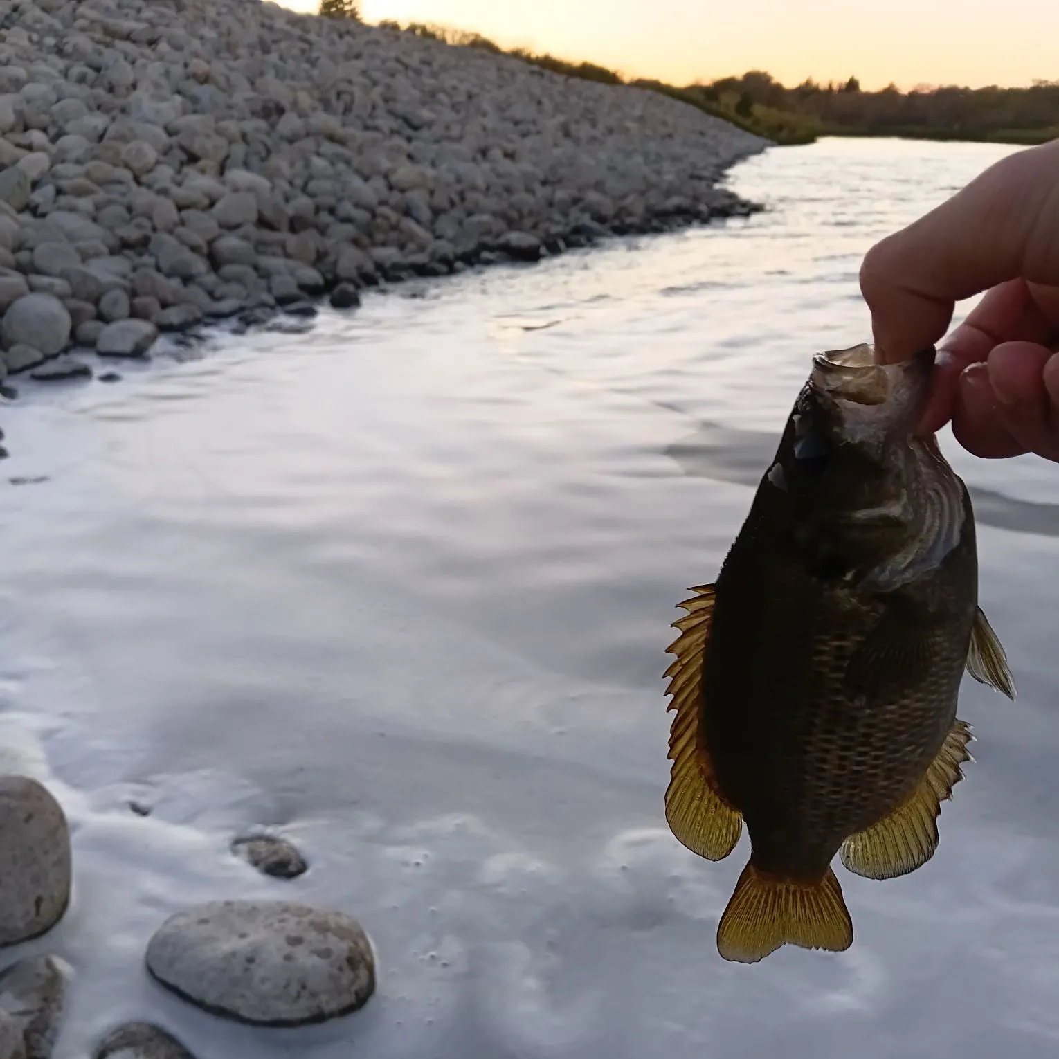 Rock bass caught on Fishbrain