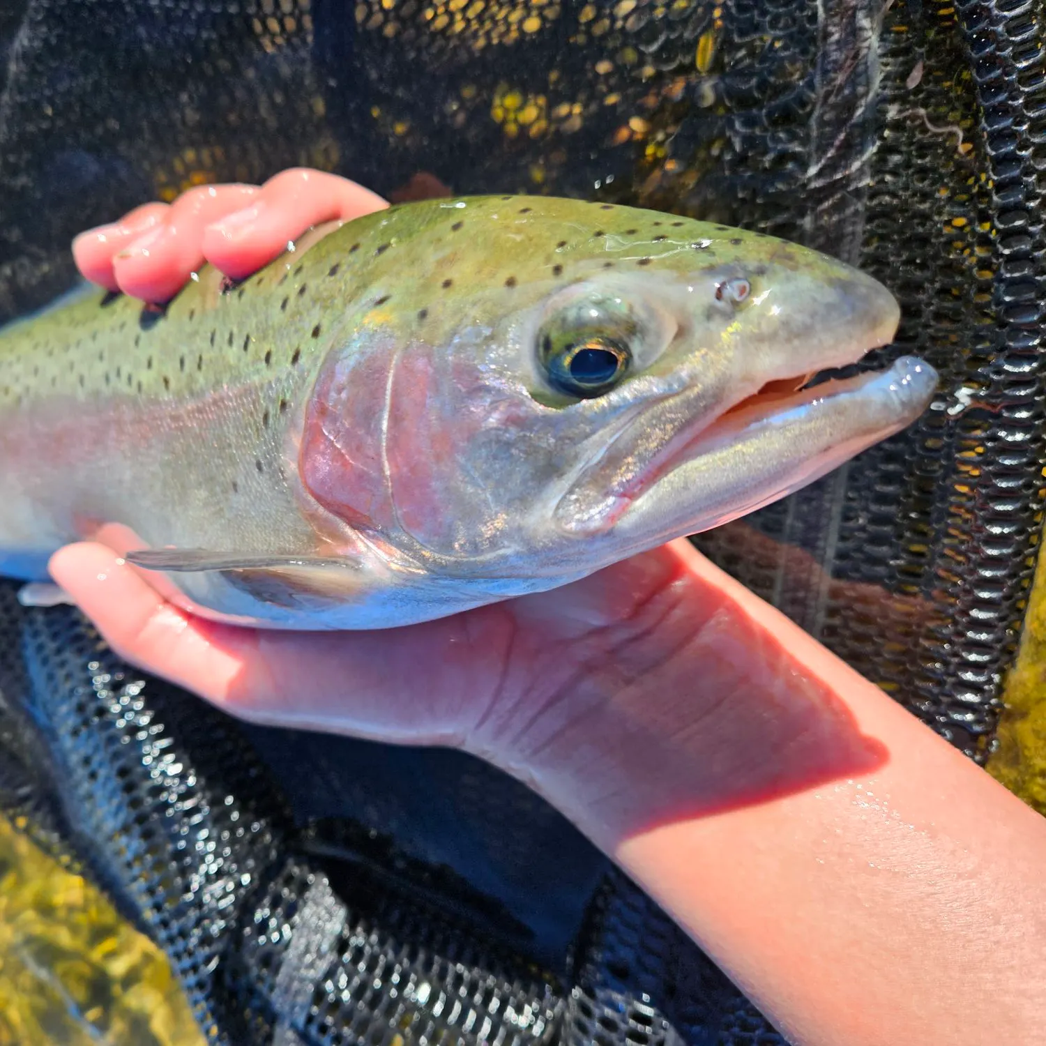 Rainbow trout caught on Fishbrain